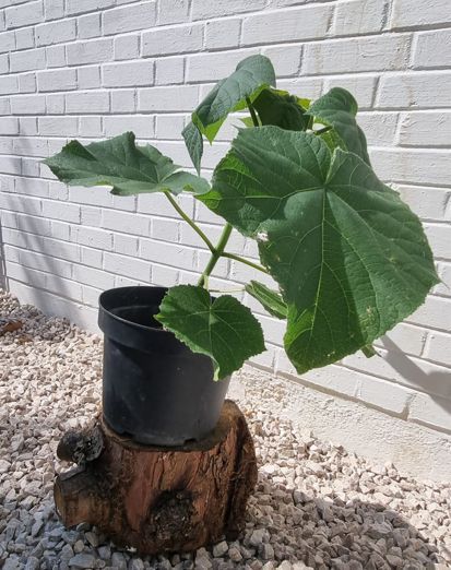 Paulownia 6 Liter Topf 80cm Z07