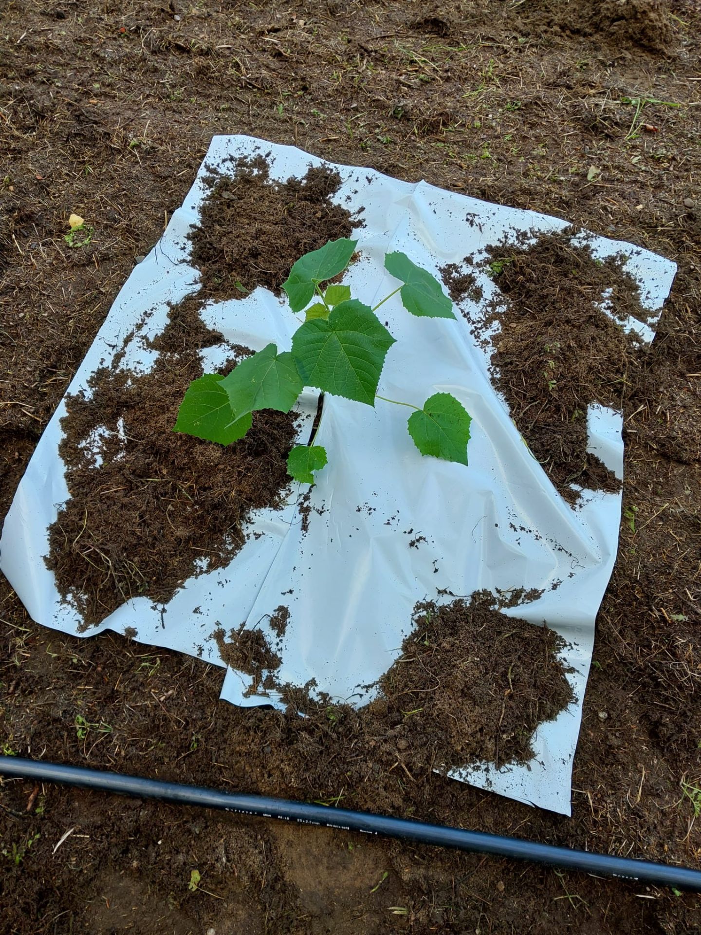 Witterungsbeständige Mulchfolie – 1 x 1 Meter, schwarz/weiß Witterungsbeständige Mulchfolie – 1 x 1 Meter, schwarz/weiß