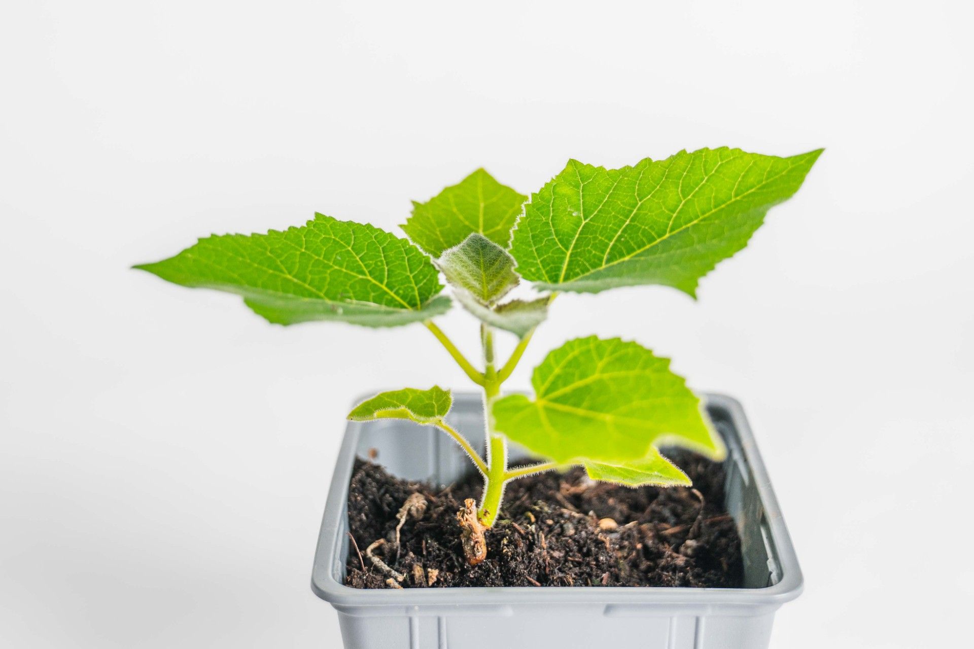 Paulownia 0.1 Liter Topf 20cm