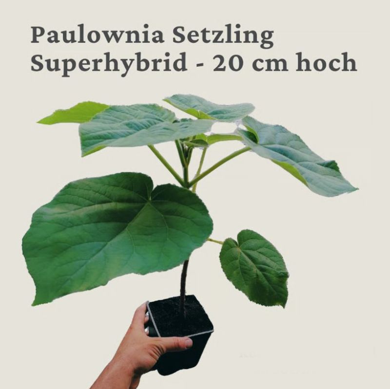 Blauglockenbaum Superhybrid circa 20cm Blauglockenbaum Superhybrid circa 20cm